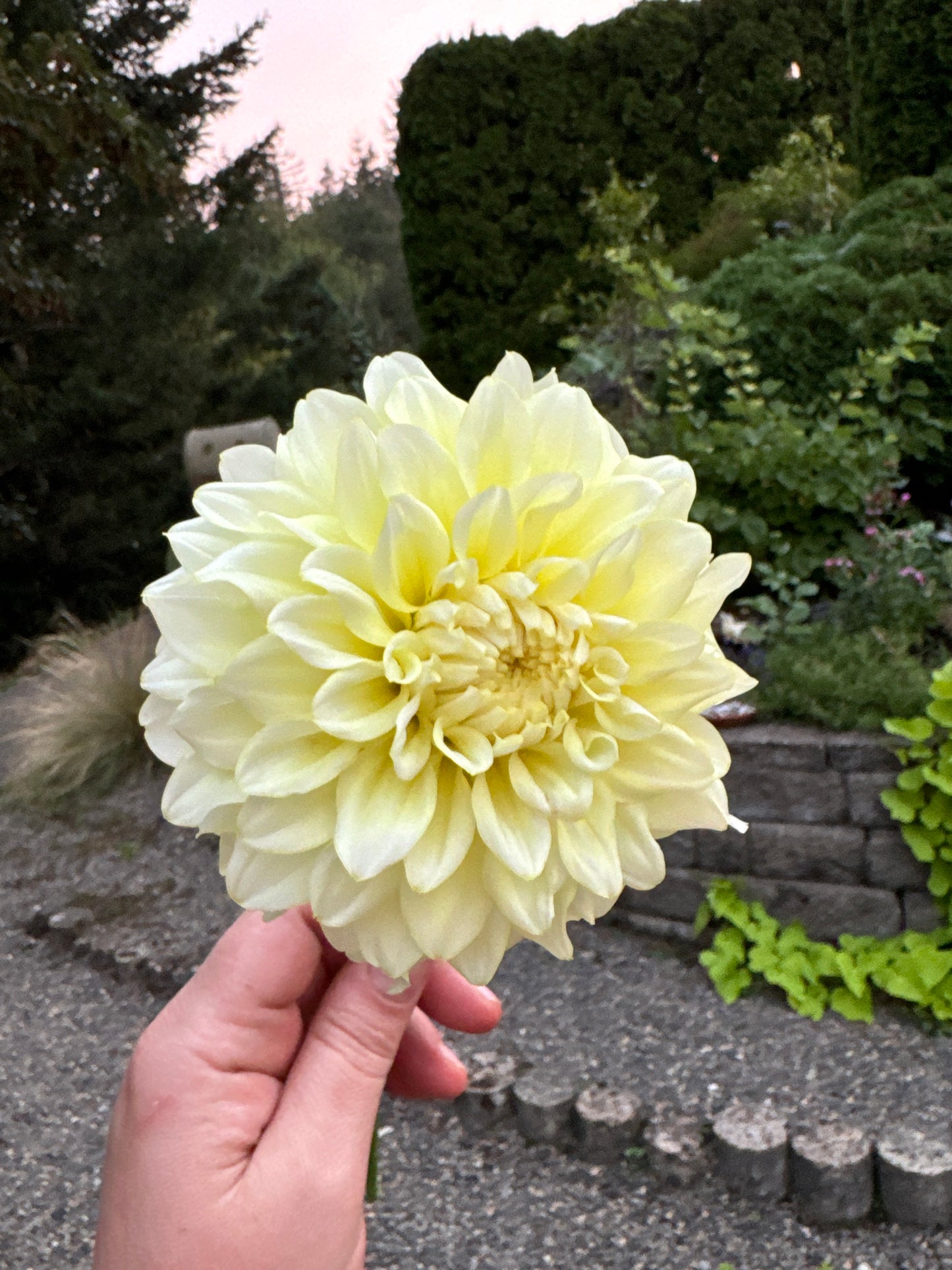 Parakeet Dahlia Tuber