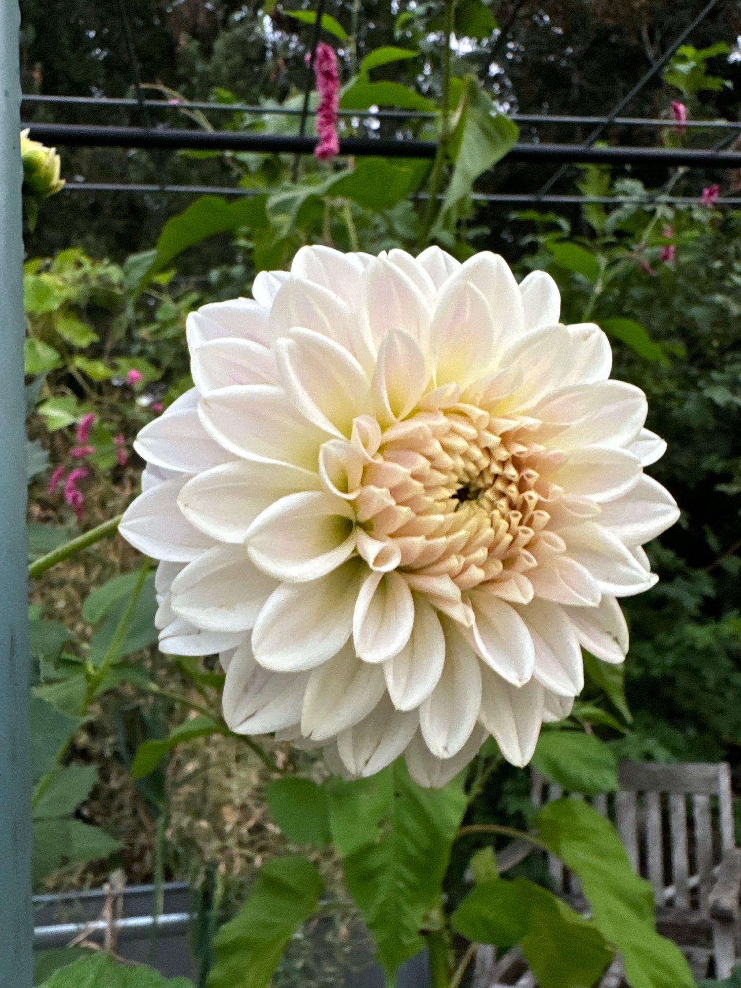 Quiet Splendor Dahlia Tuber