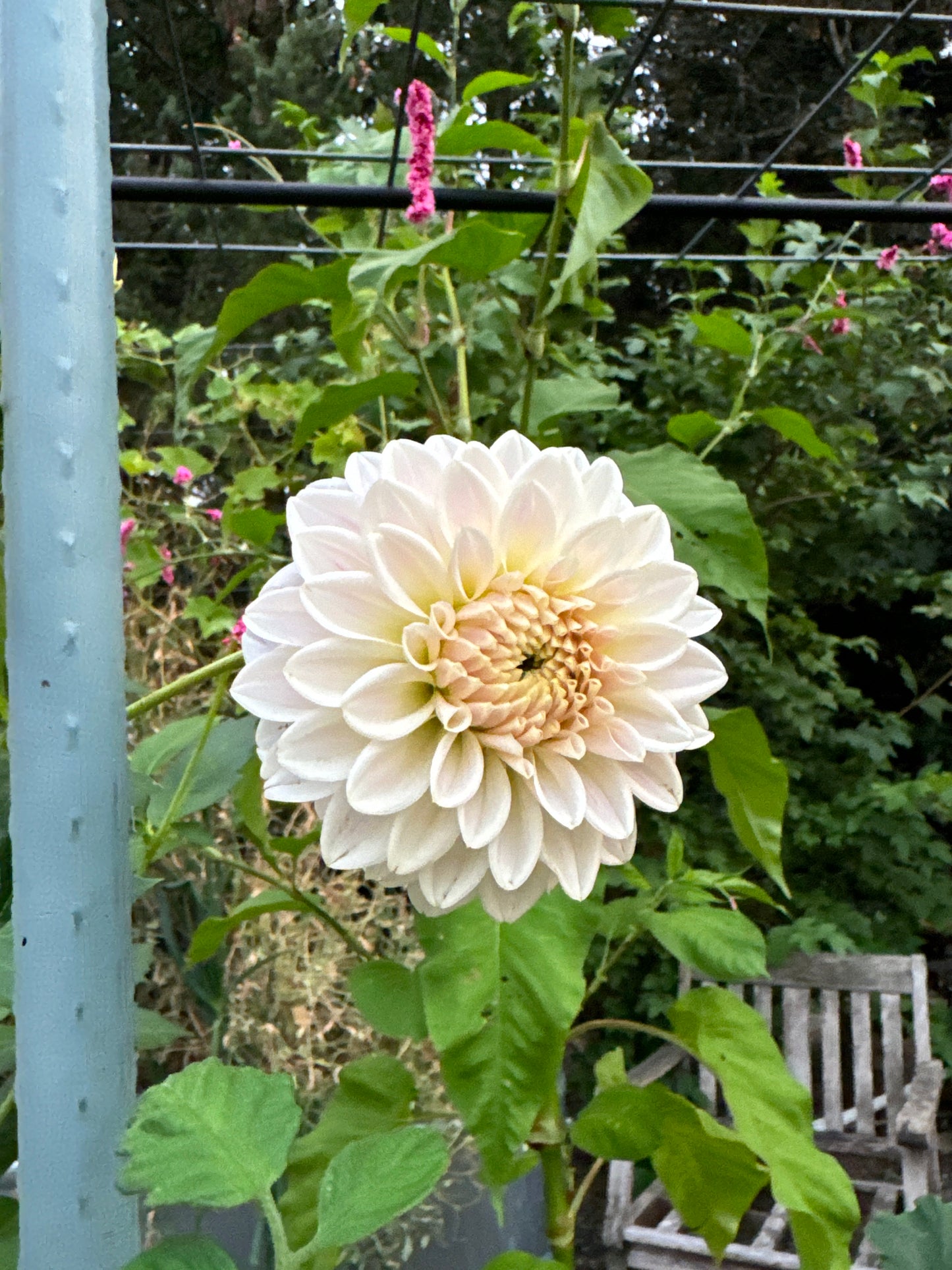 Quiet Splendor Dahlia Tuber