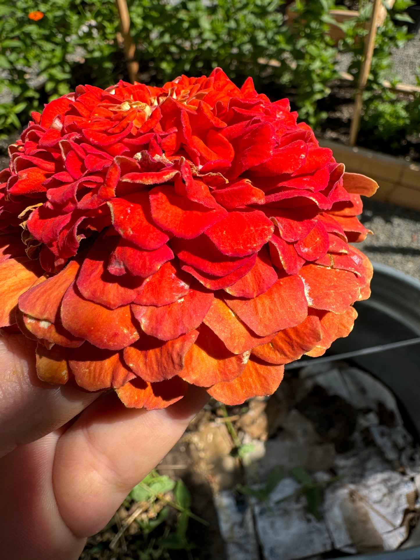 Blazing Sunset Zinnia MIx