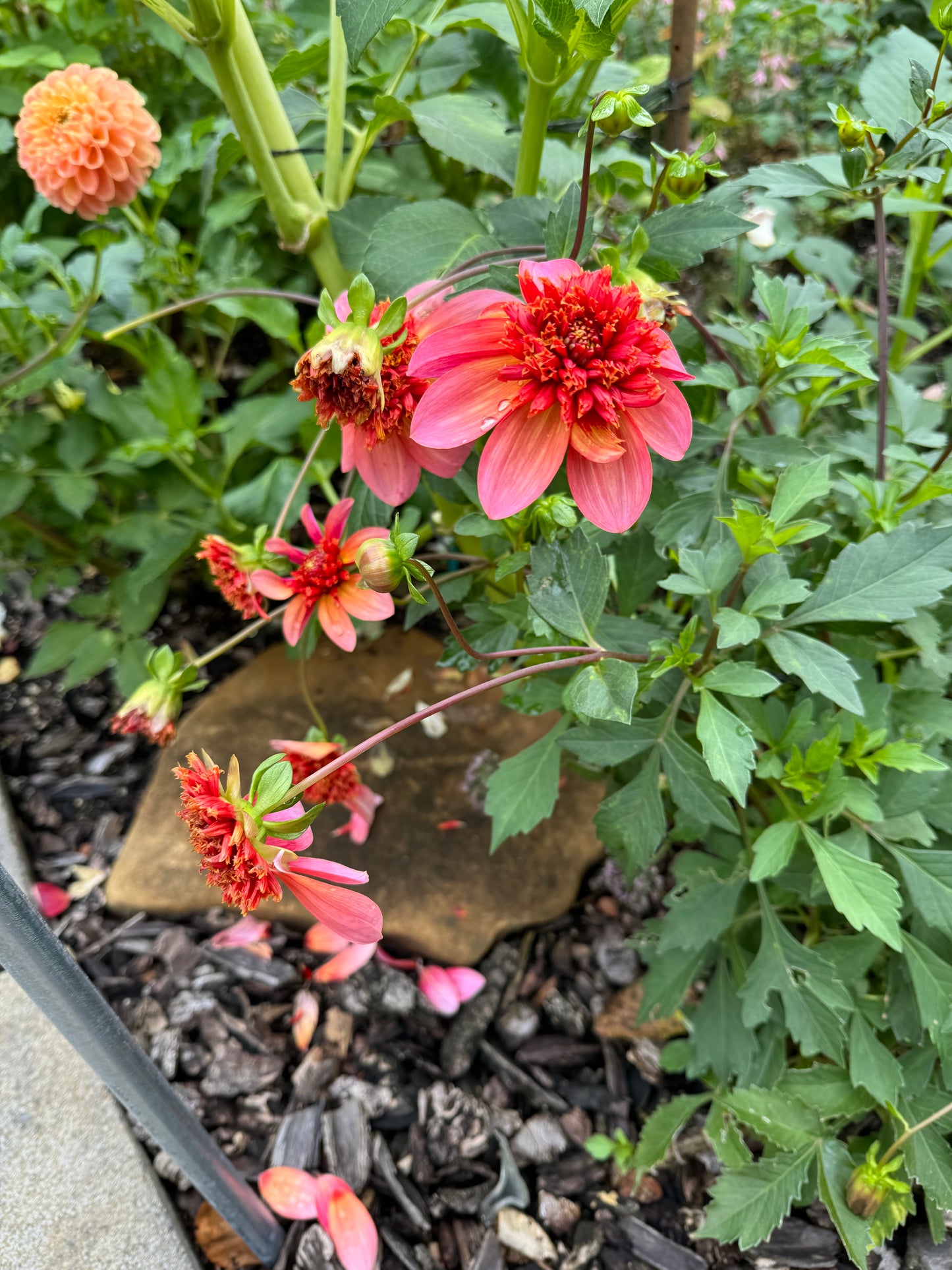 Totally Tangerine Dahlia Tuber