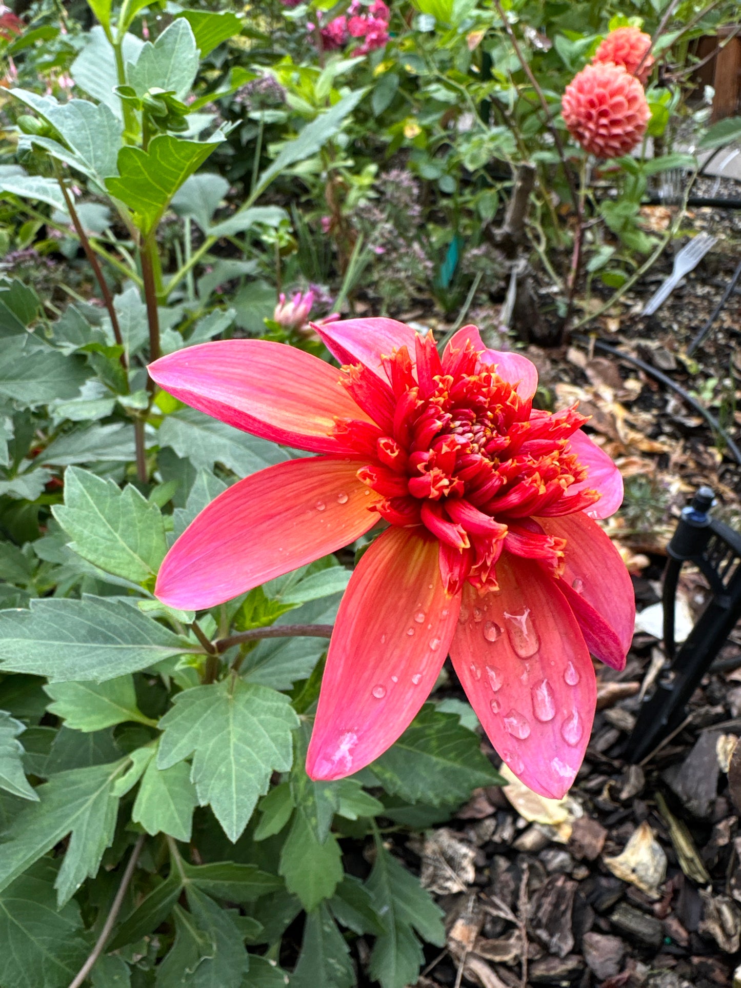 Totally Tangerine Dahlia Tuber