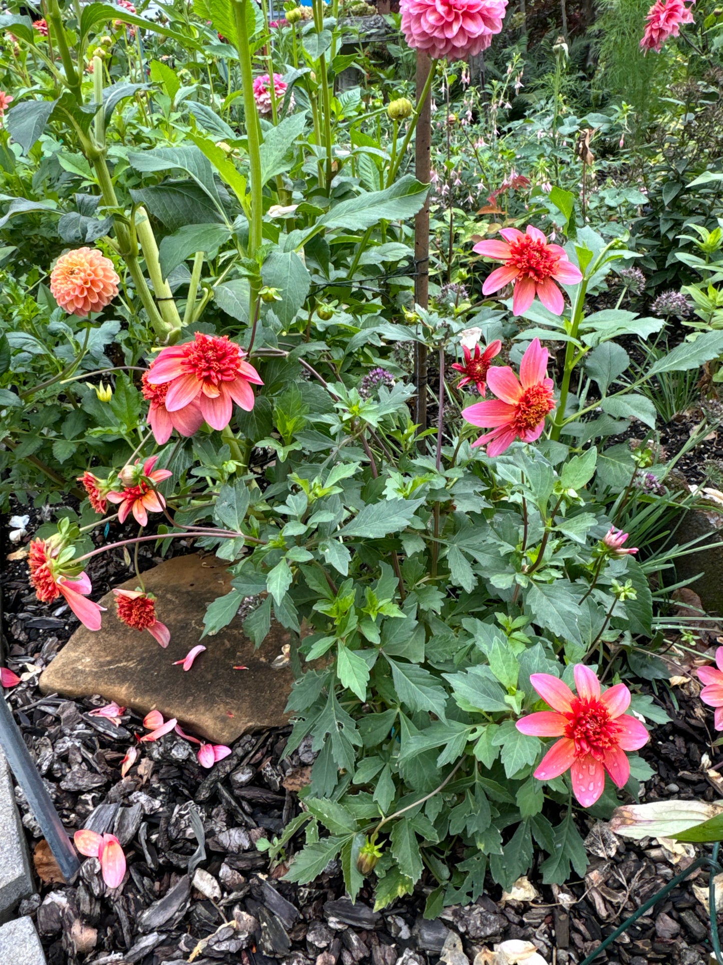 Totally Tangerine Dahlia Tuber