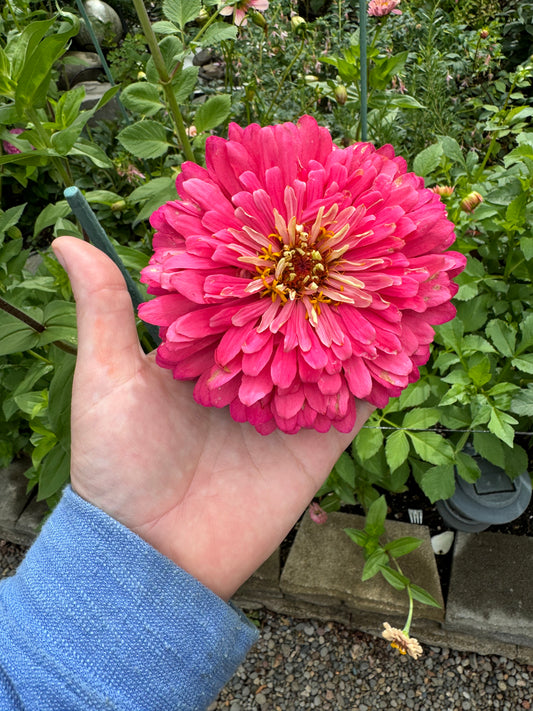 Big Pink Zinnia Mix