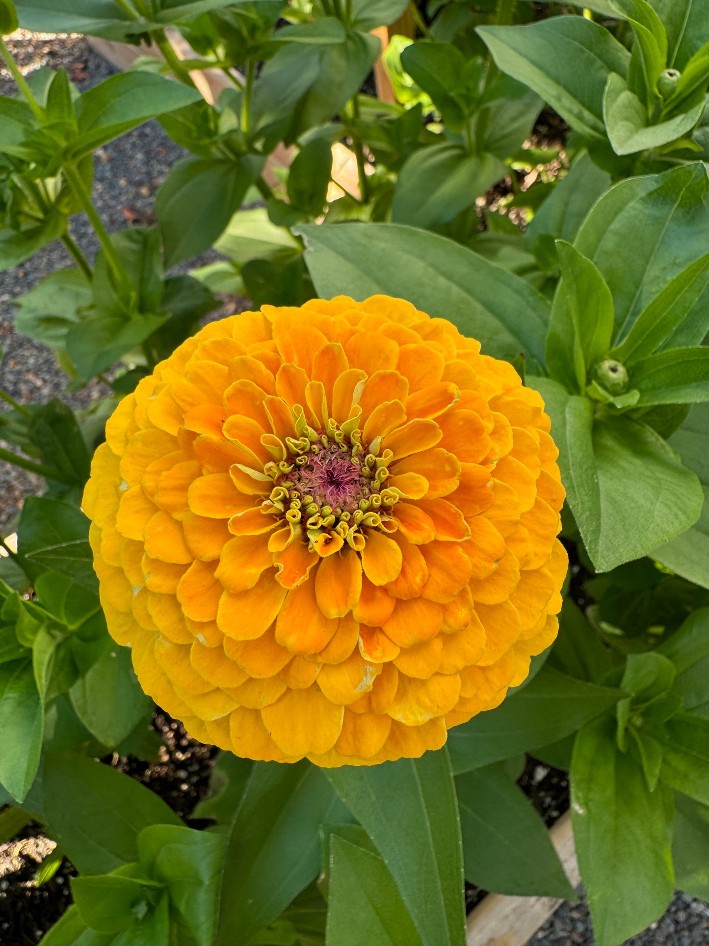 Zillions of Zinnias Mix