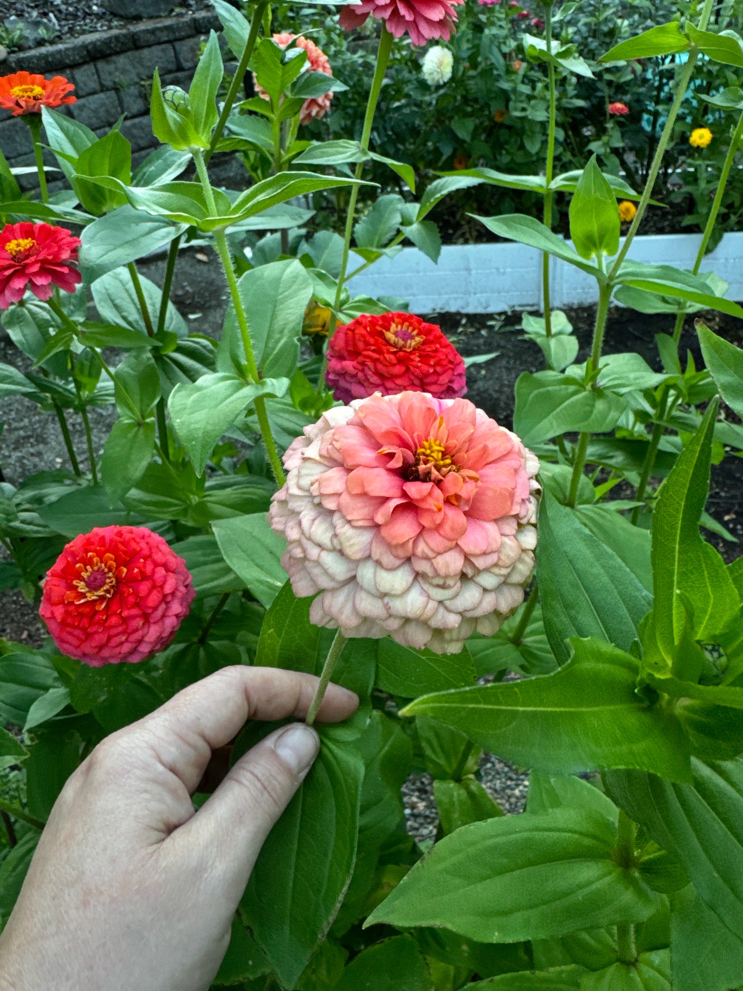 Strawberry Bon Bon Zinnia Seeds