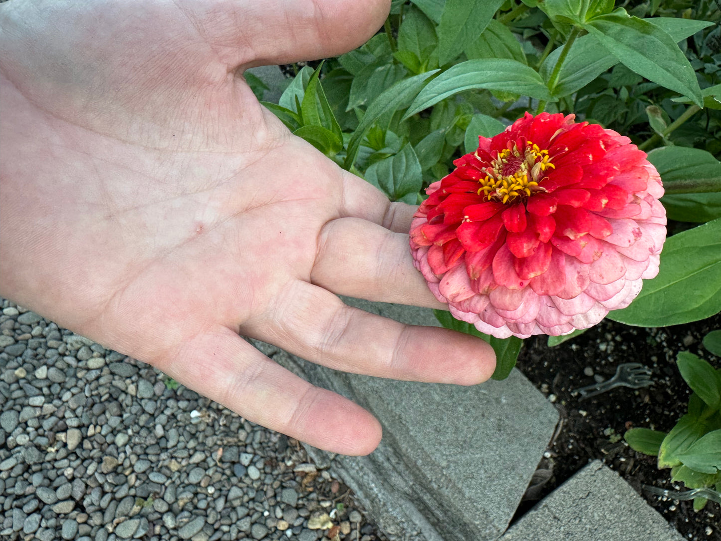 Strawberry Bon Bon Zinnia Seeds