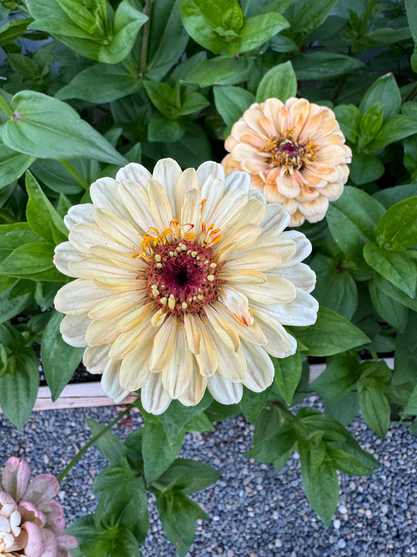 Mint Julep Mix Zinnia Seeds