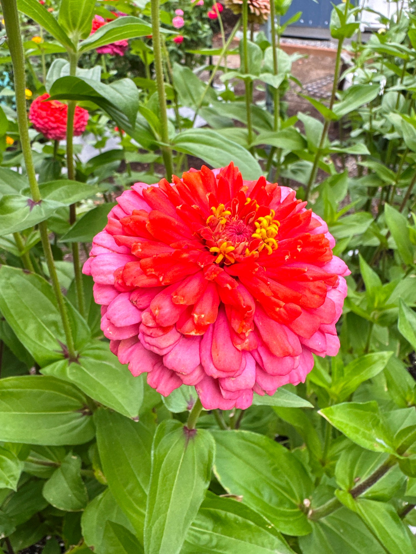 Strawberry Bon Bon Zinnia Seeds