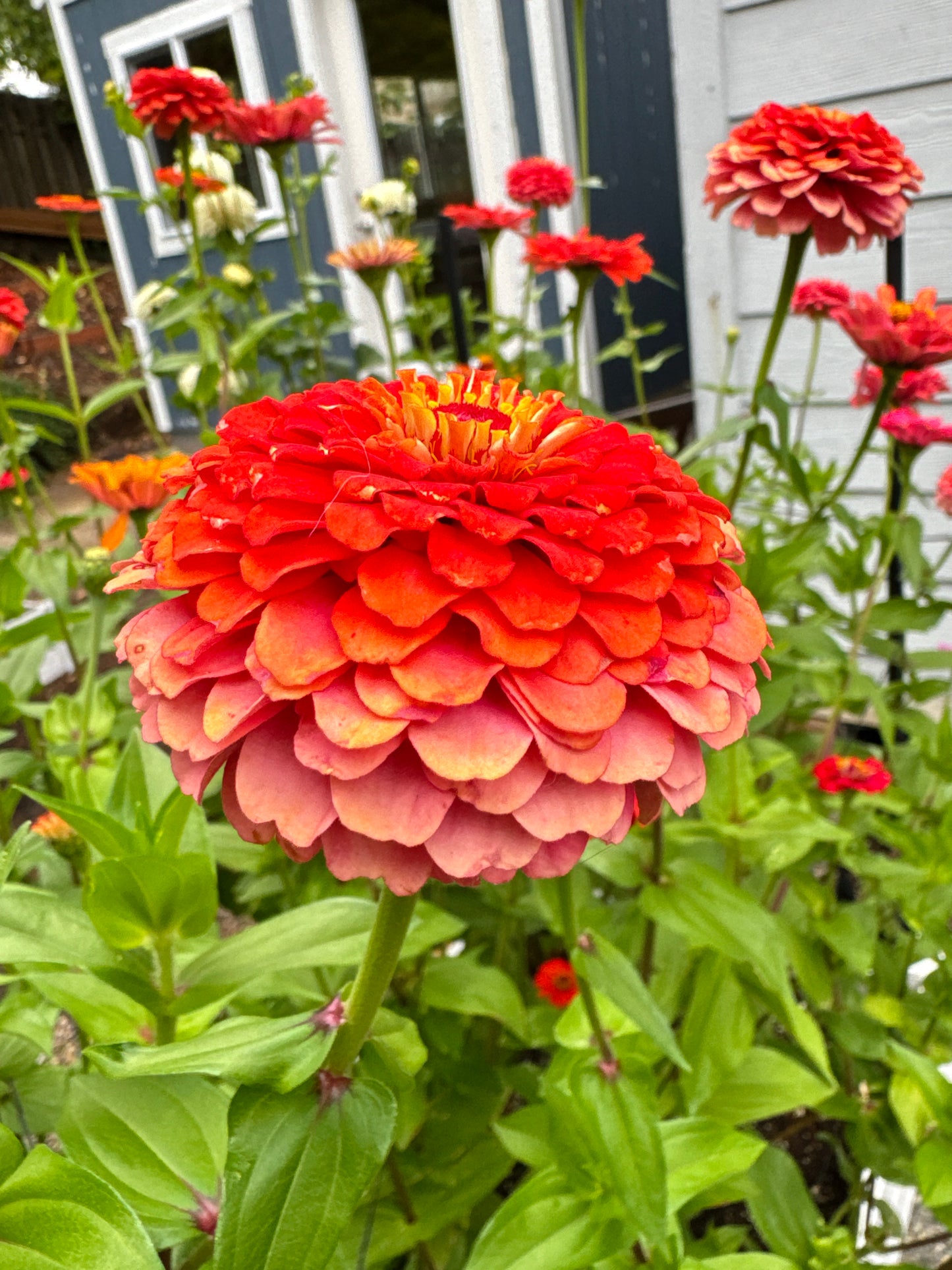 Strawberry Bon Bon Zinnia Seeds