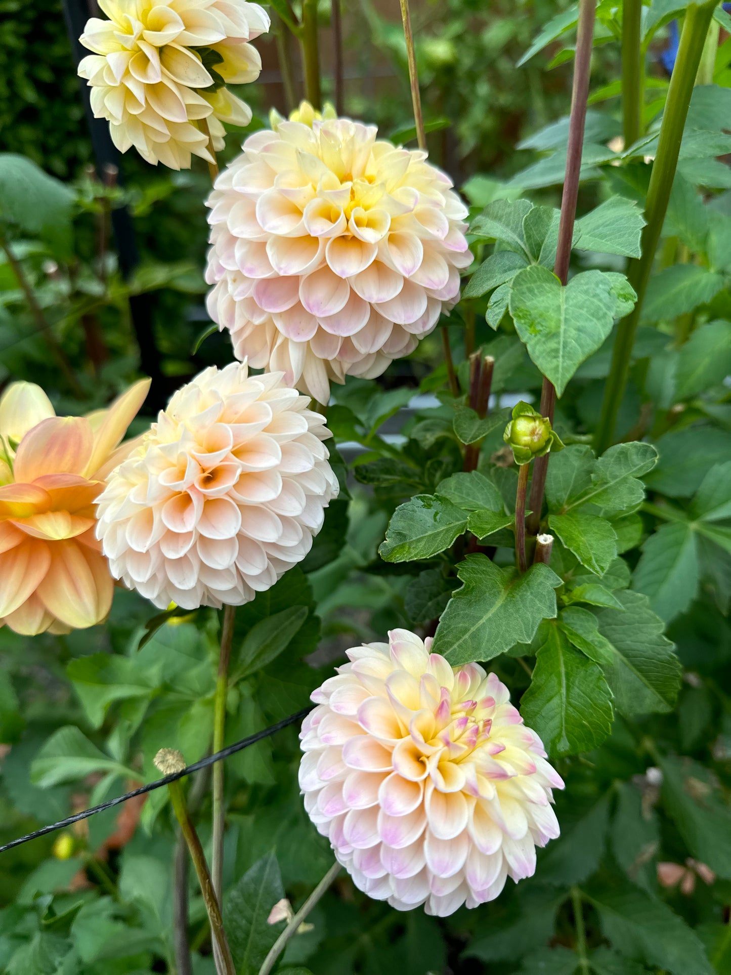 Silver Years Dahlia Tuber