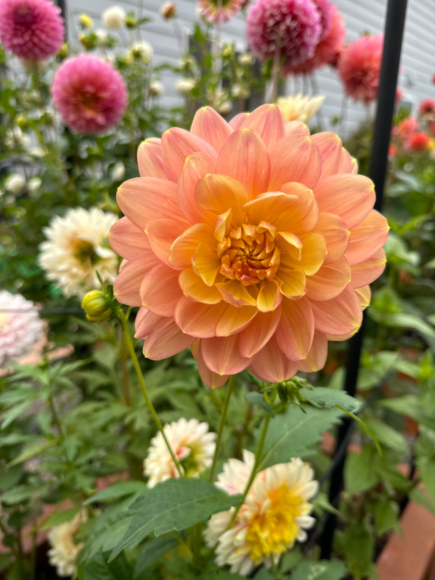 HollyHill Serenity Dahlia Tuber