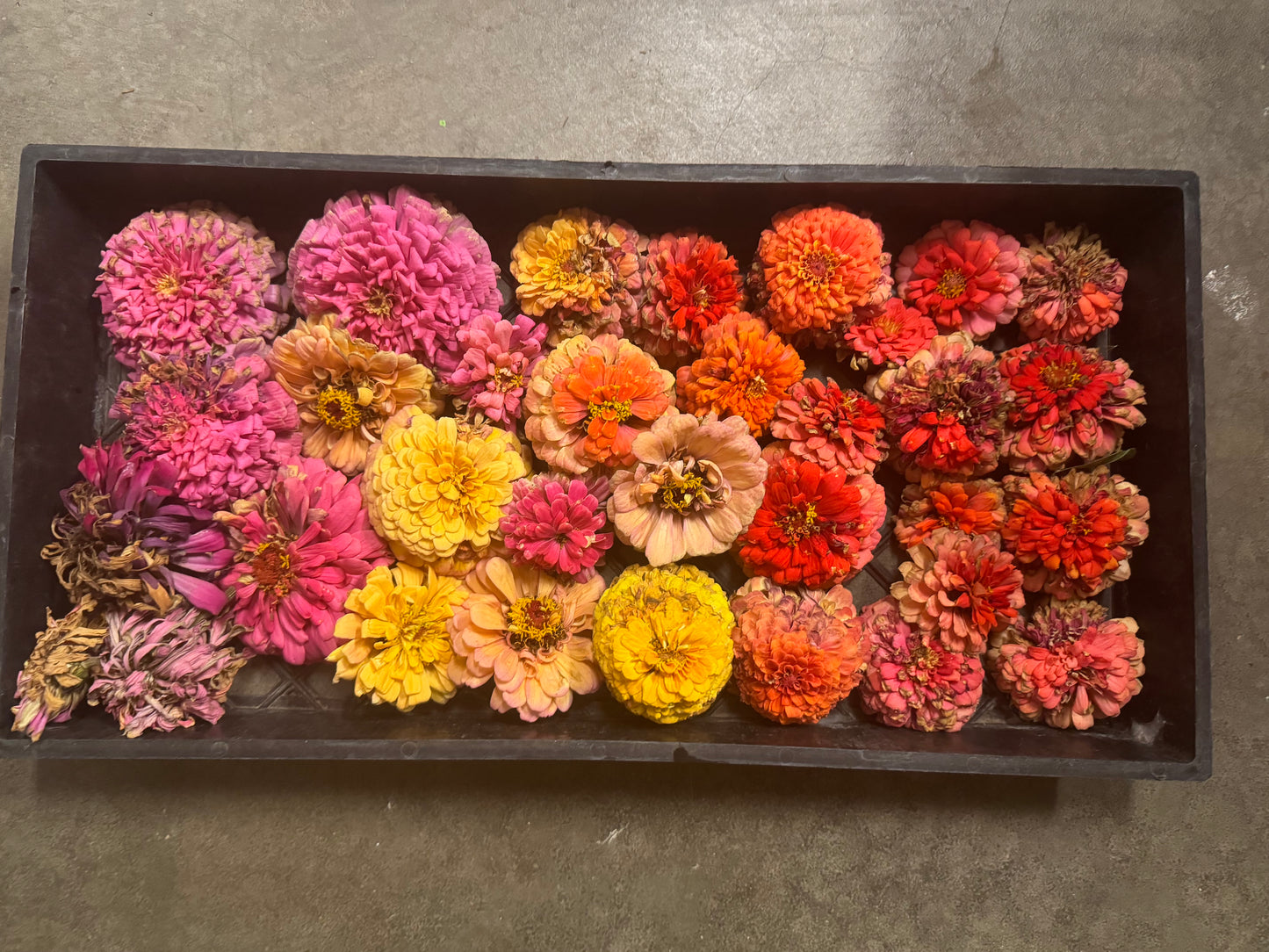 Zillions of Zinnias Mix