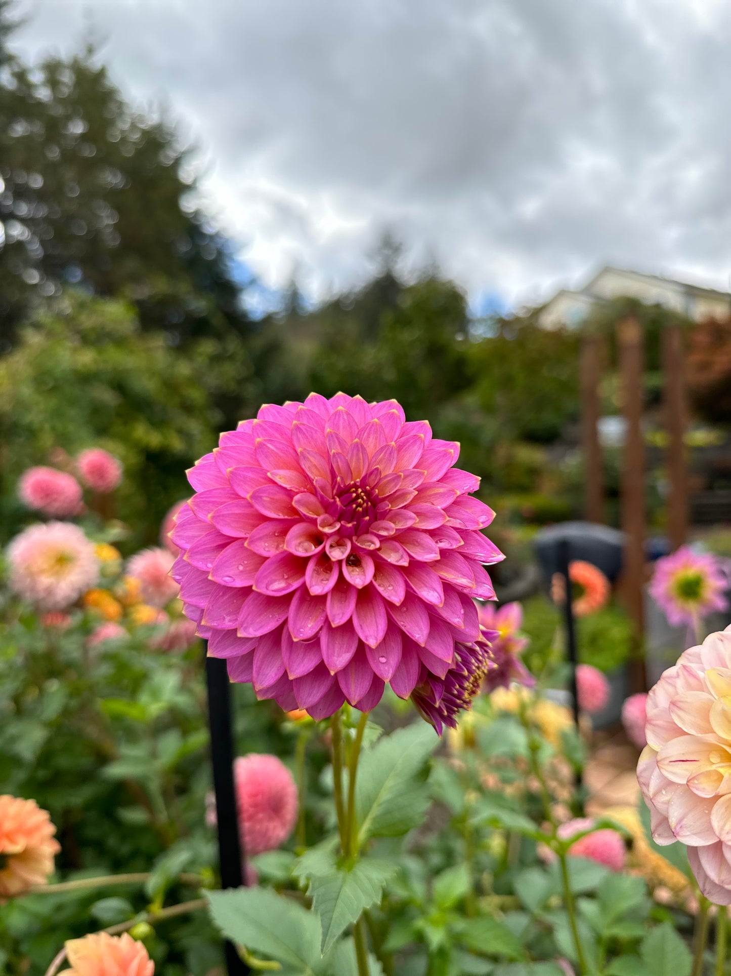 Skipley Spot of Gold Dahlia Tuber