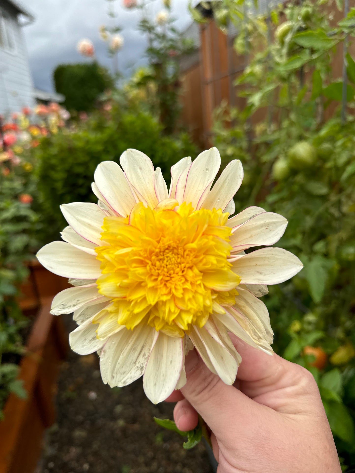 Polka Dahlia Tuber