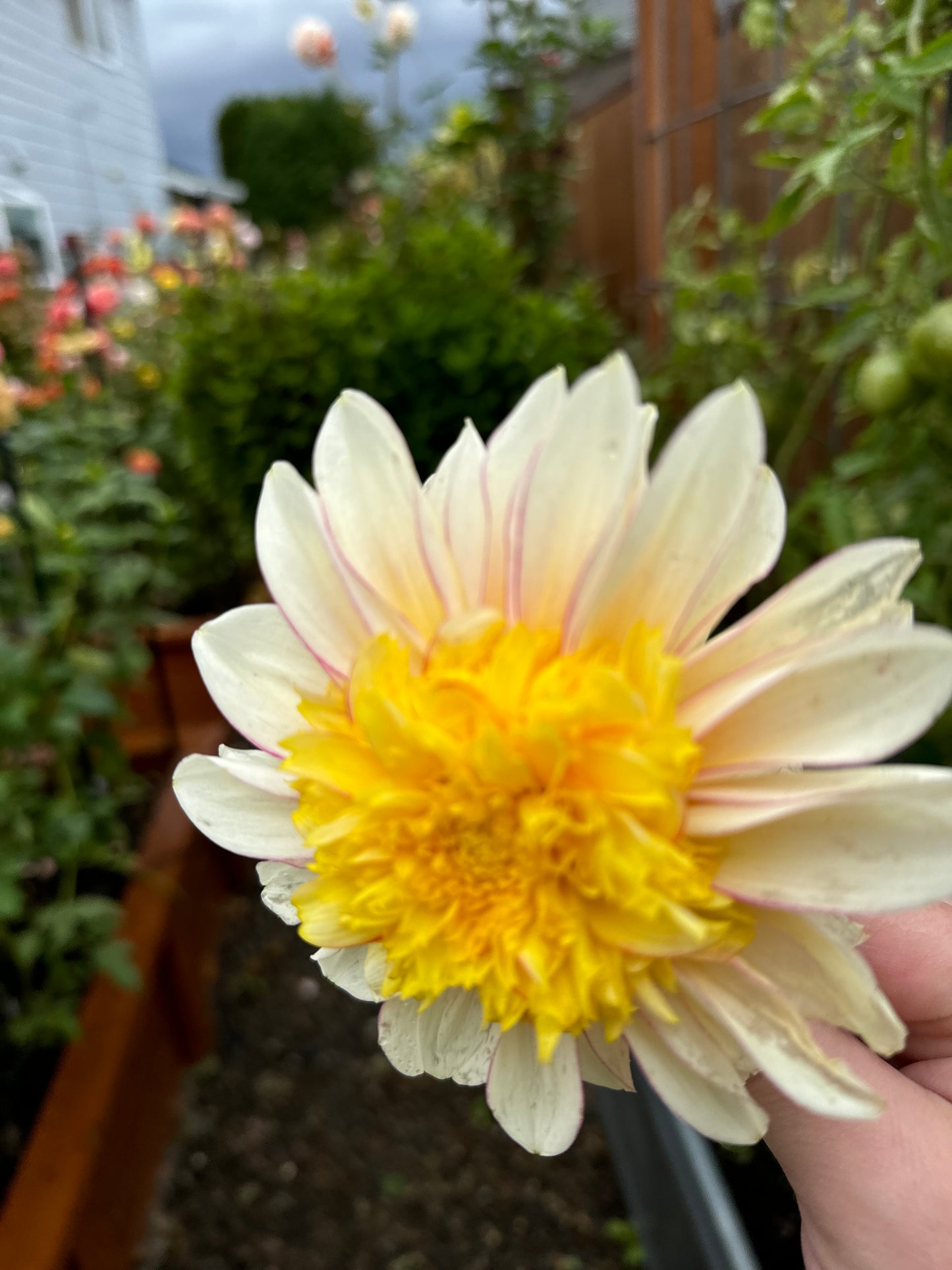 Polka Dahlia Tuber