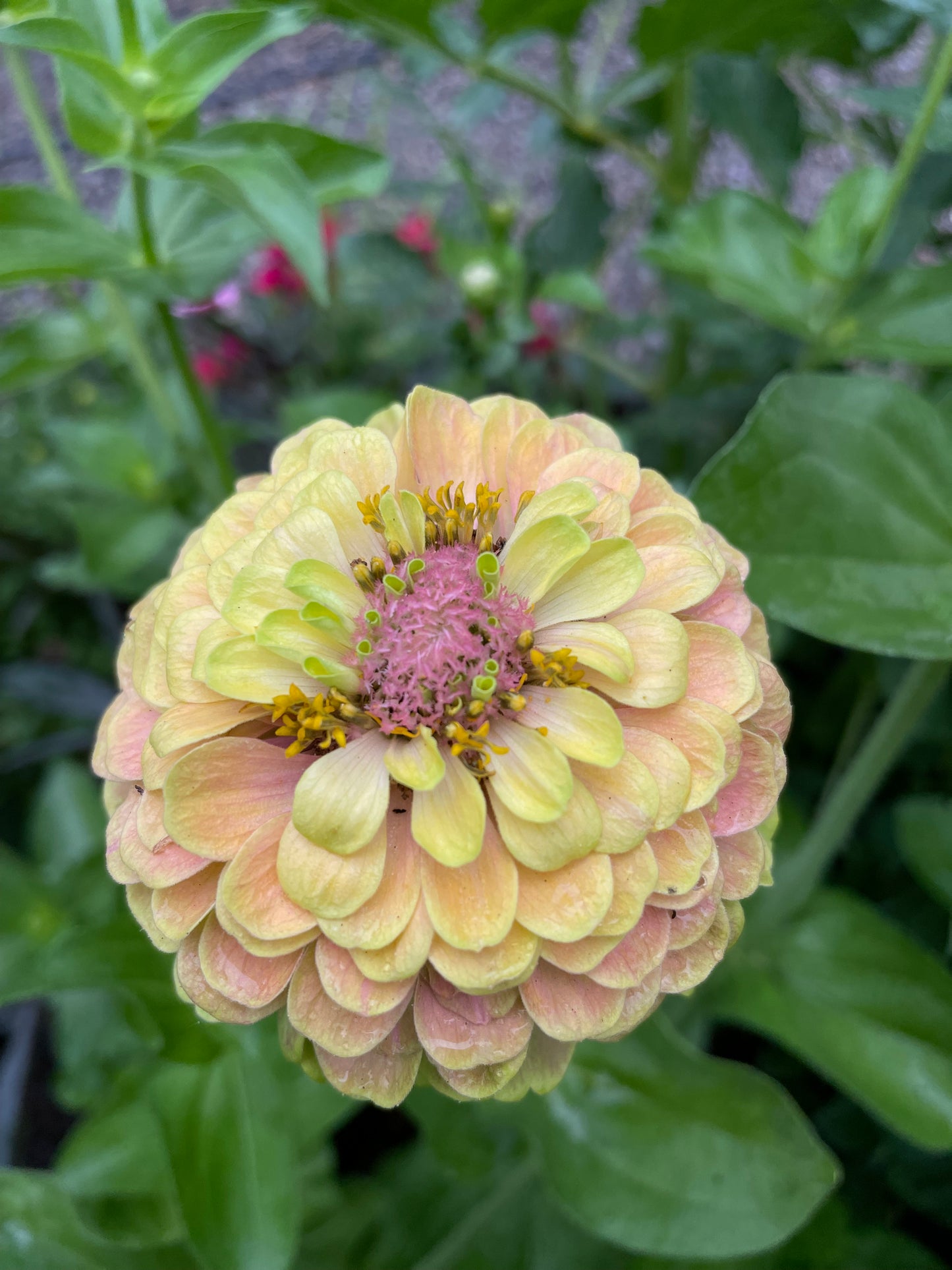 Mint Julep Mix Zinnia Seeds