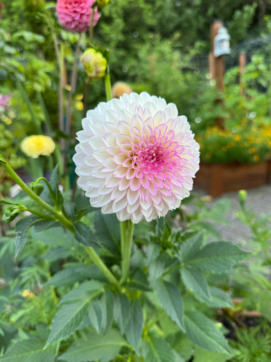 Sefton Silvertop Dahlia Tuber