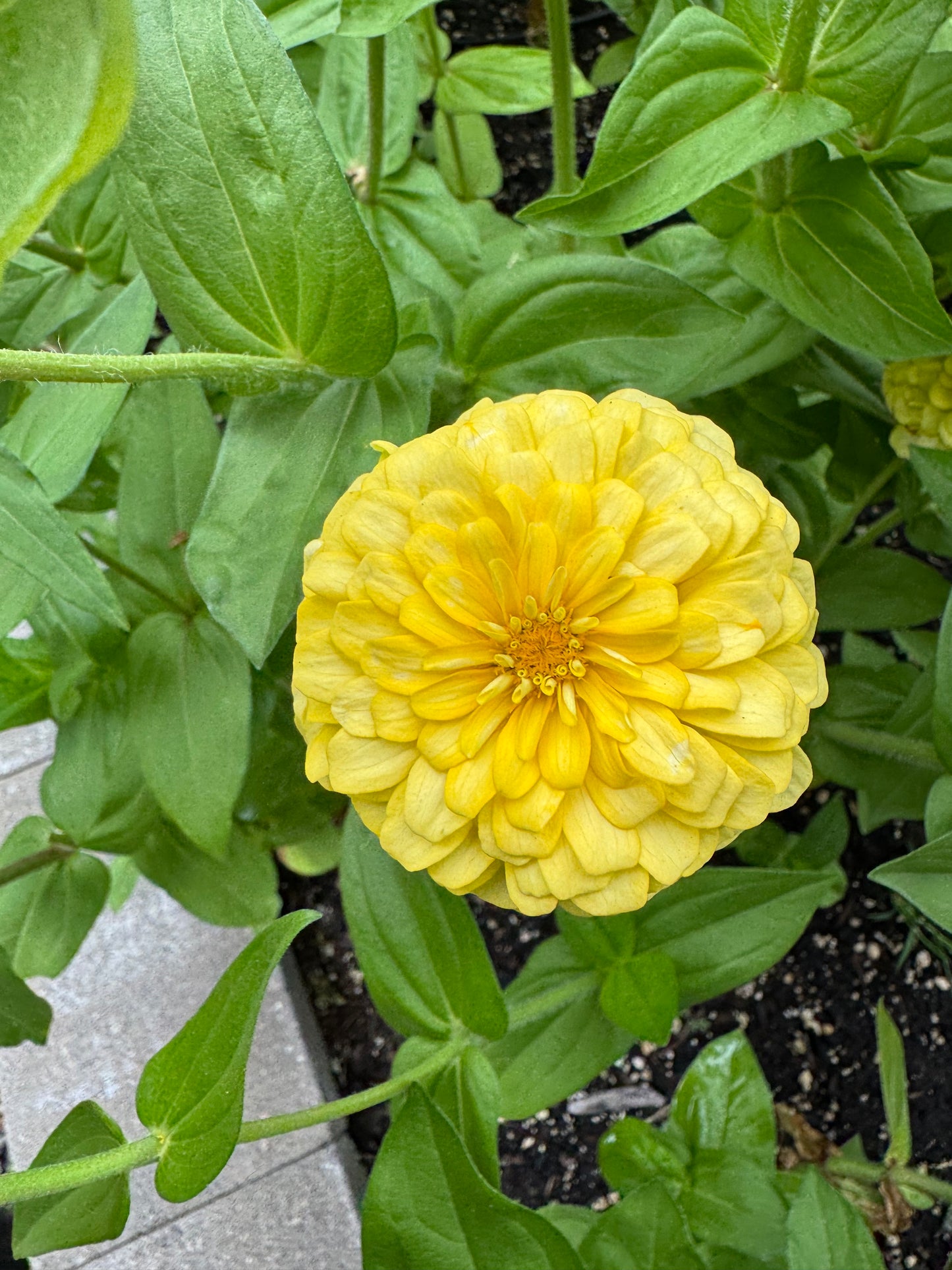 Buttermilk Blend Zinnia Seeds