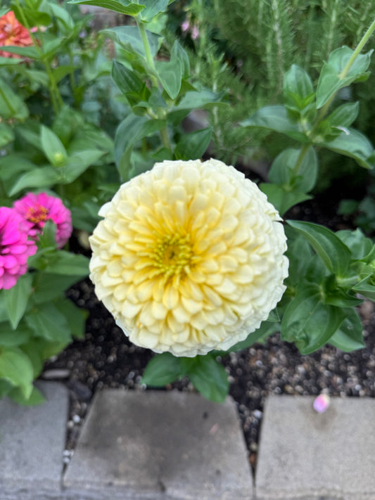 Mint Julep Mix Zinnia Seeds
