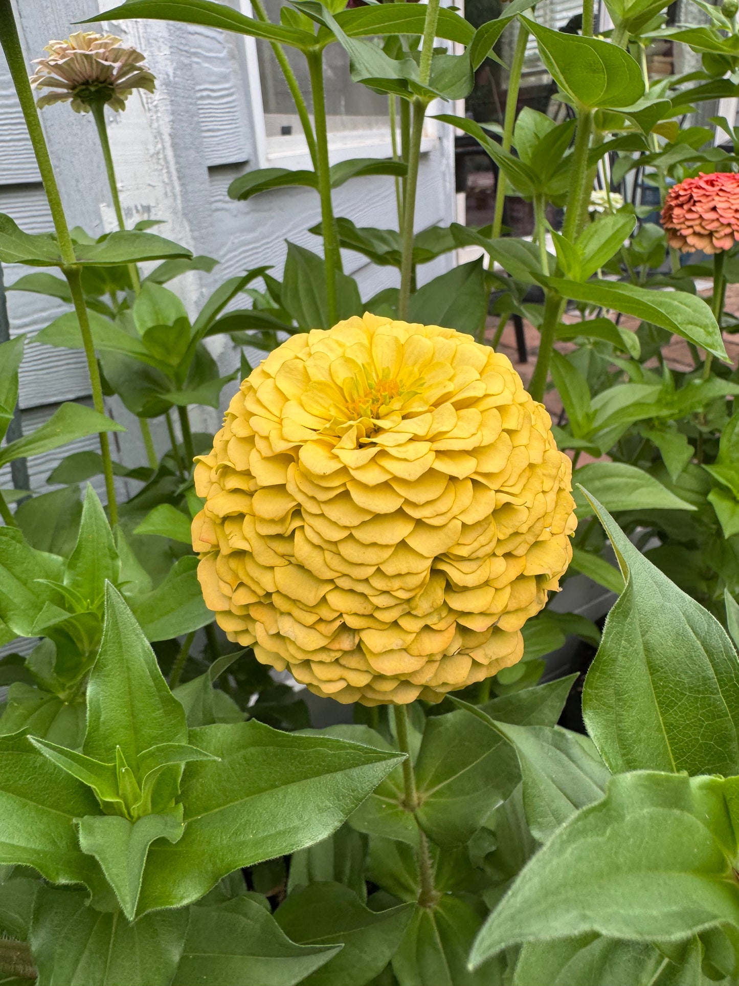 Buttermilk Blend Zinnia Seeds