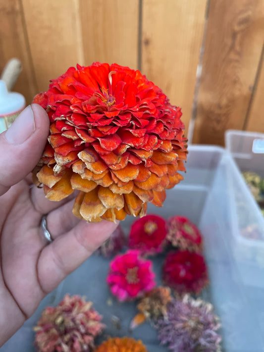 Zillions of Zinnias Mix