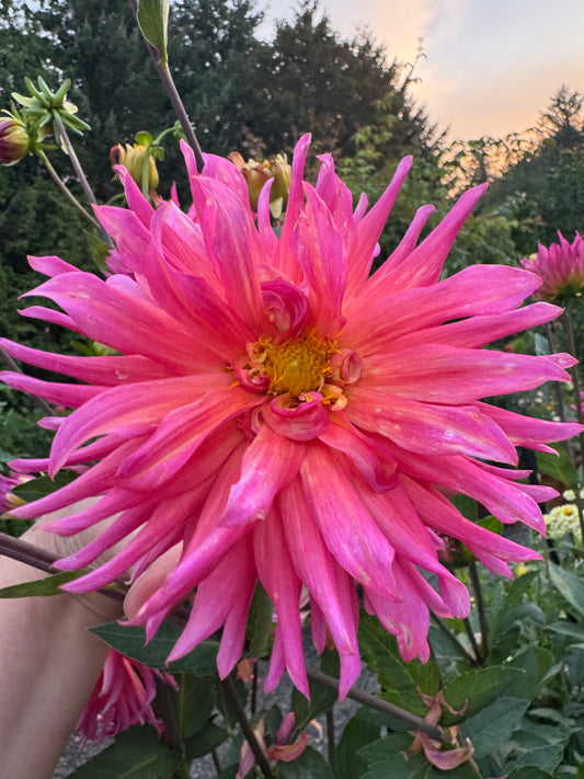 Bloomquist Sparkle Dahlia Tuber