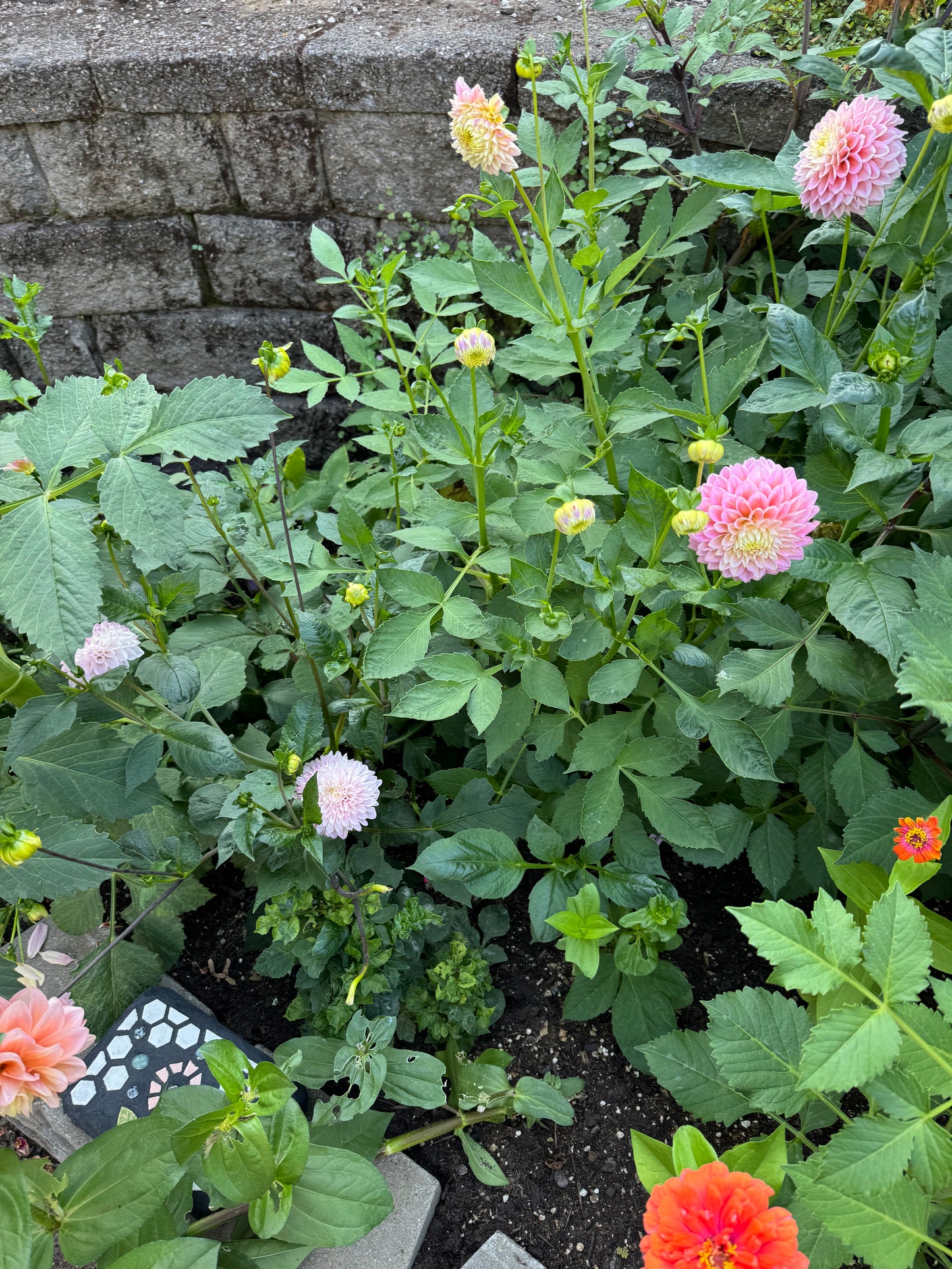 Lee's Sugaree Dahlia Tuber