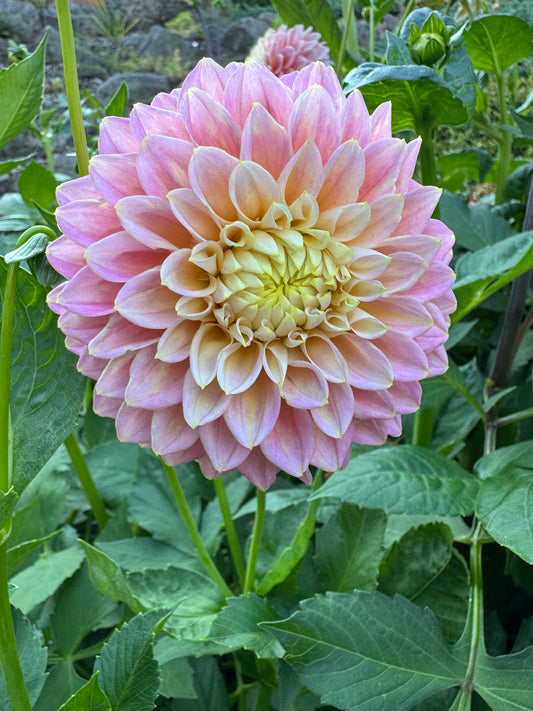 Lee's Sugaree Dahlia Tuber