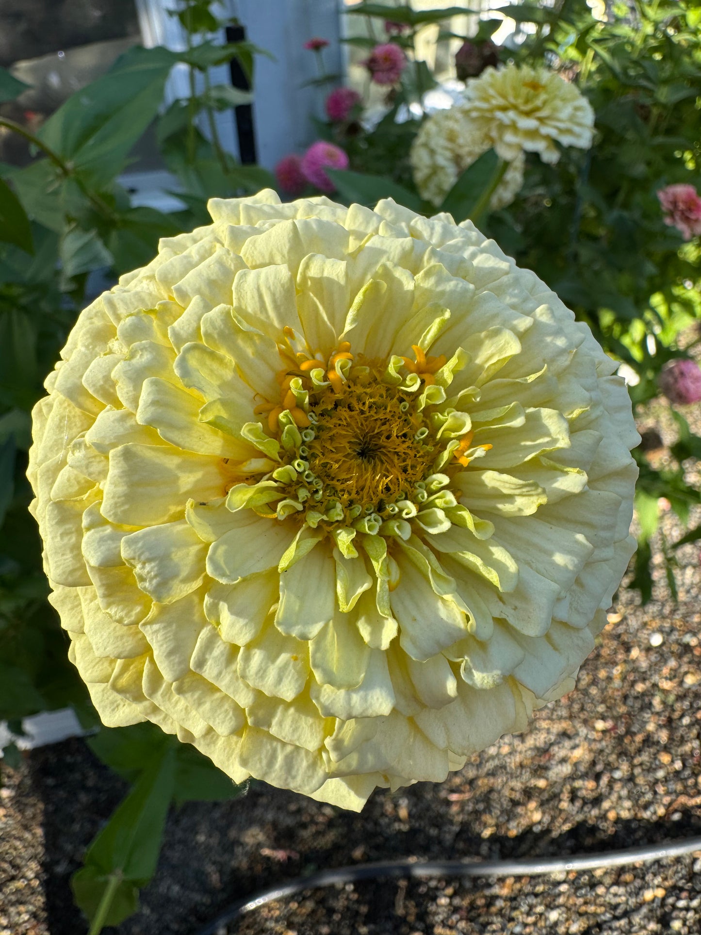 Buttermilk Blend Zinnia Seeds