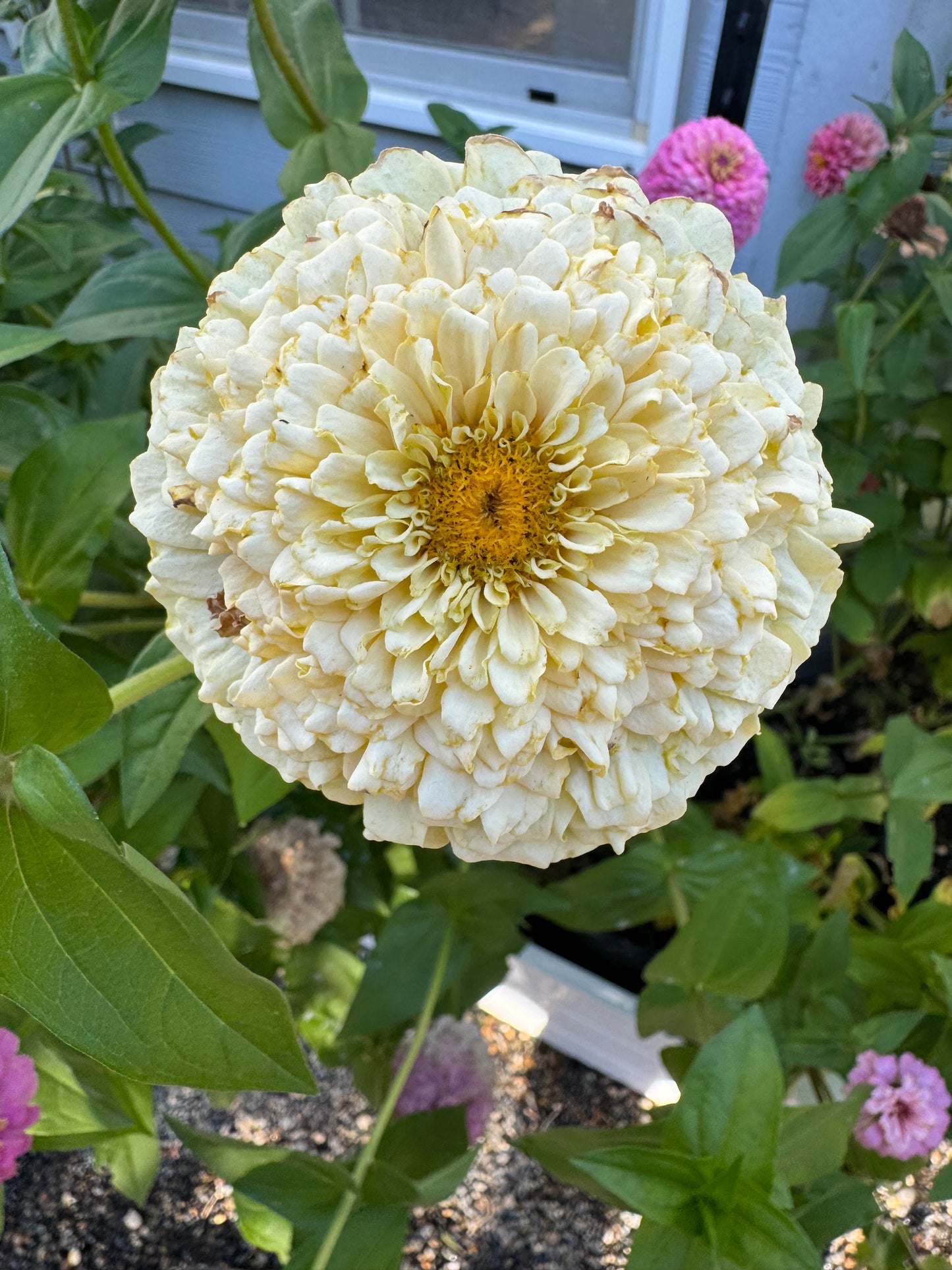 Buttermilk Blend Zinnia Seeds