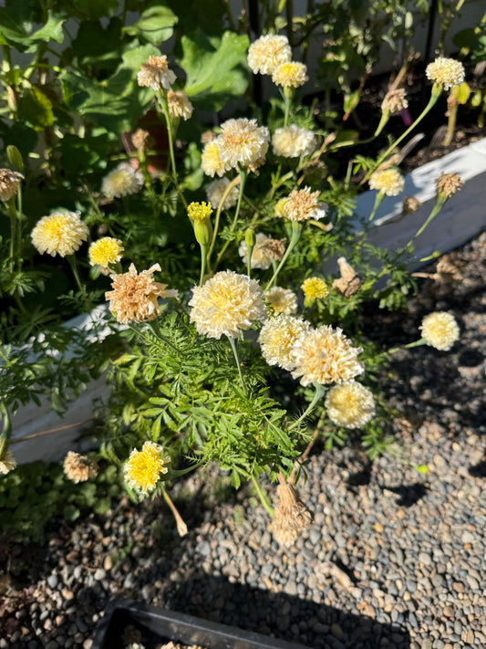 White Swan Marigold Seeds