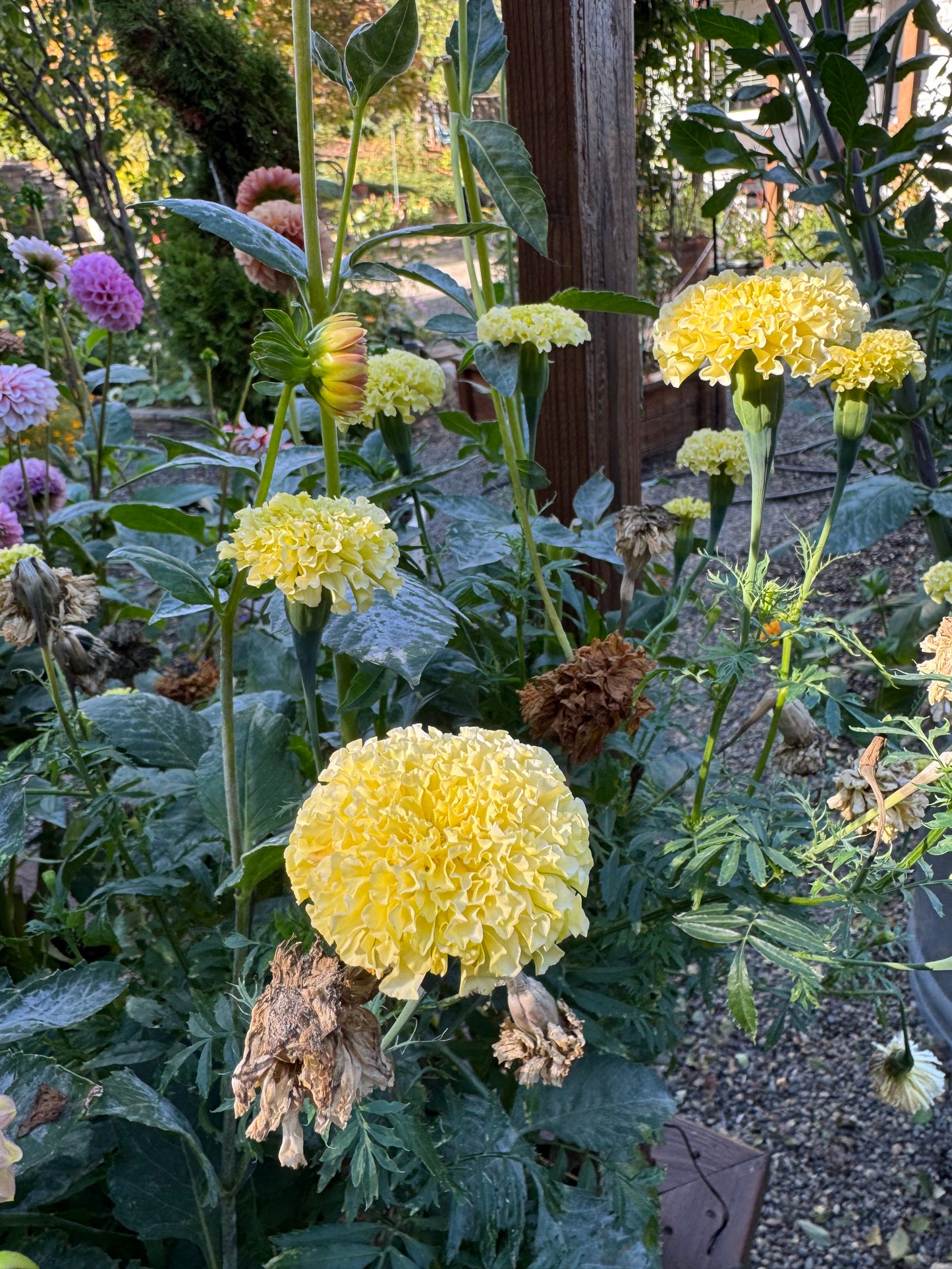 White Swan Marigold Seeds