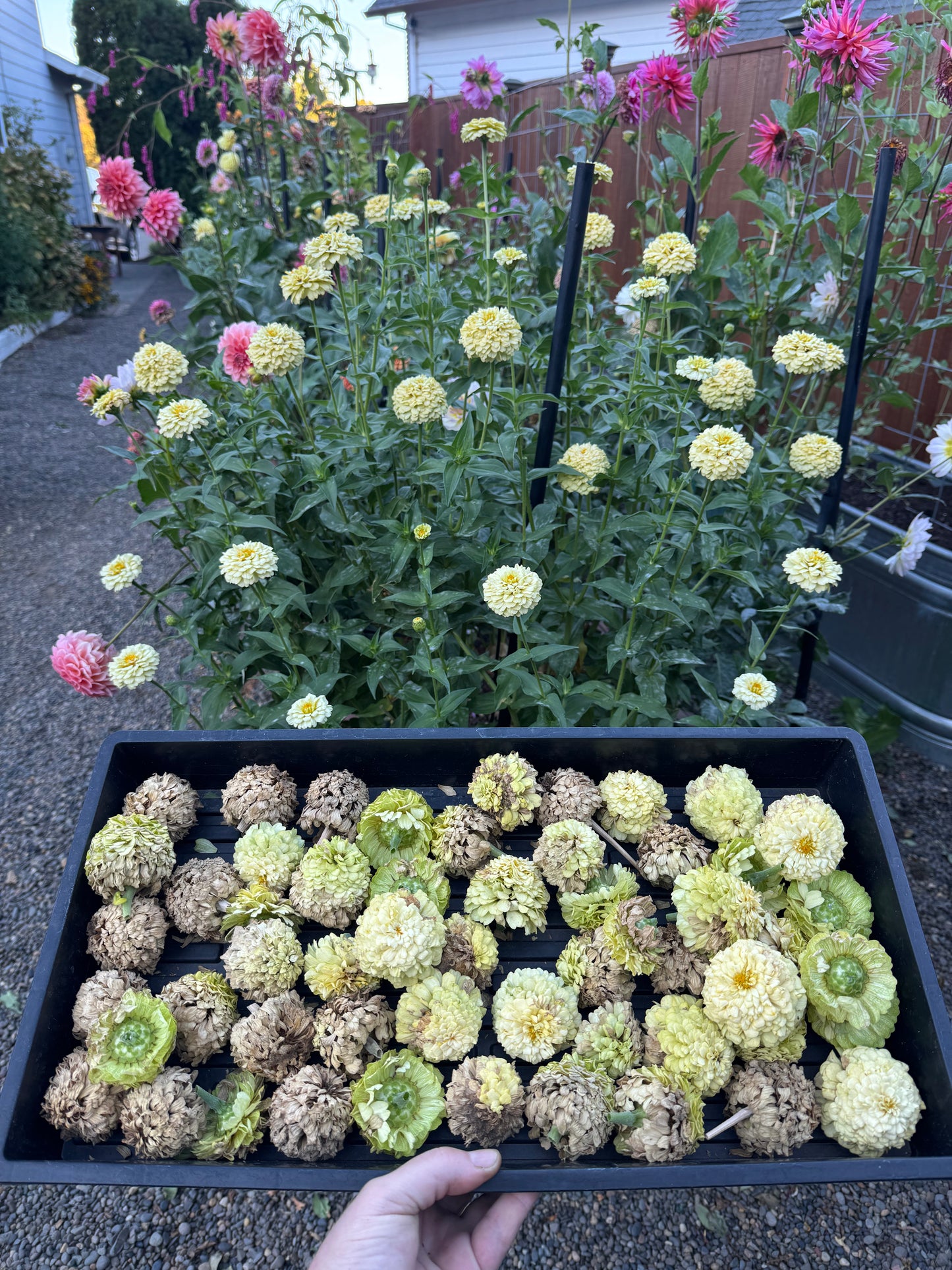 SnowDrift Zinnia Seeds
