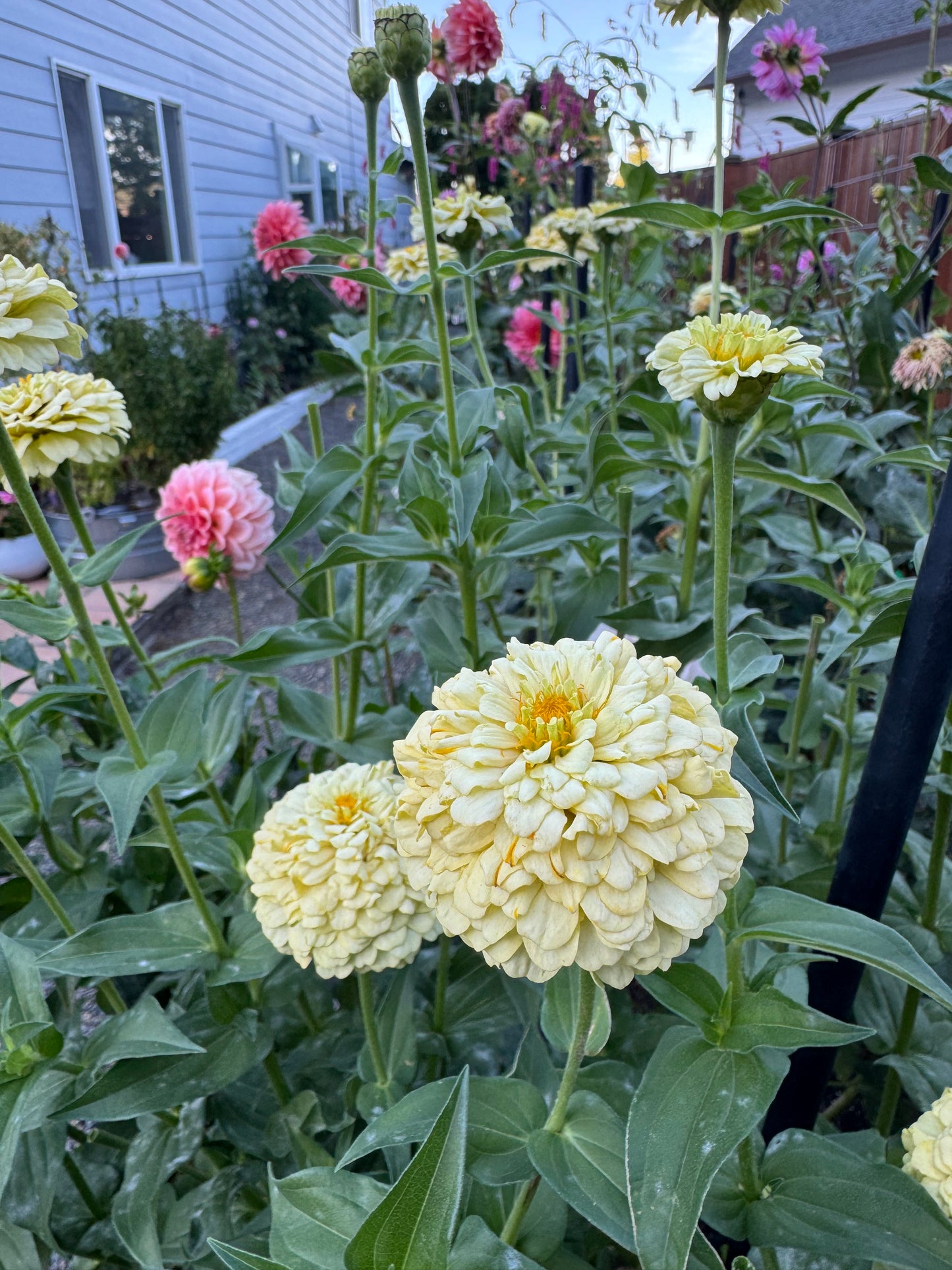 SnowDrift Zinnia Seeds