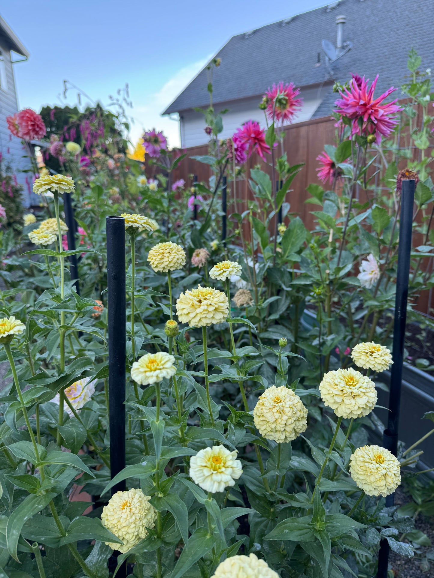 Buttermilk Blend Zinnia Seeds