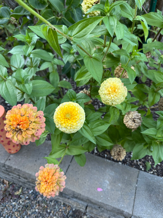 Buttermilk Blend Zinnia Seeds