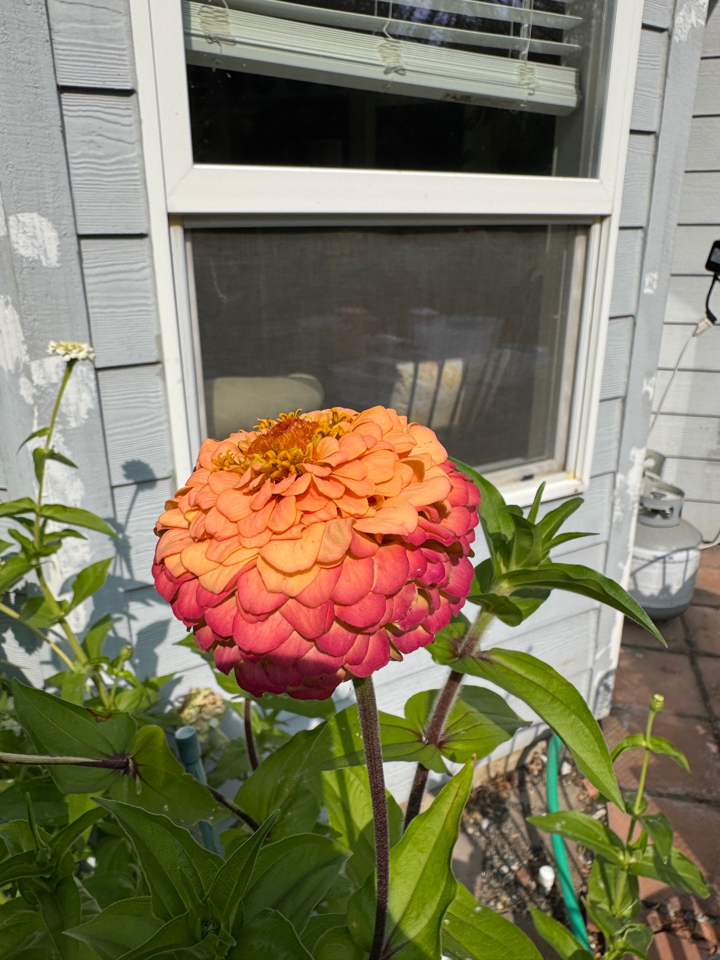 Apricot Delight Zinnia Seeds