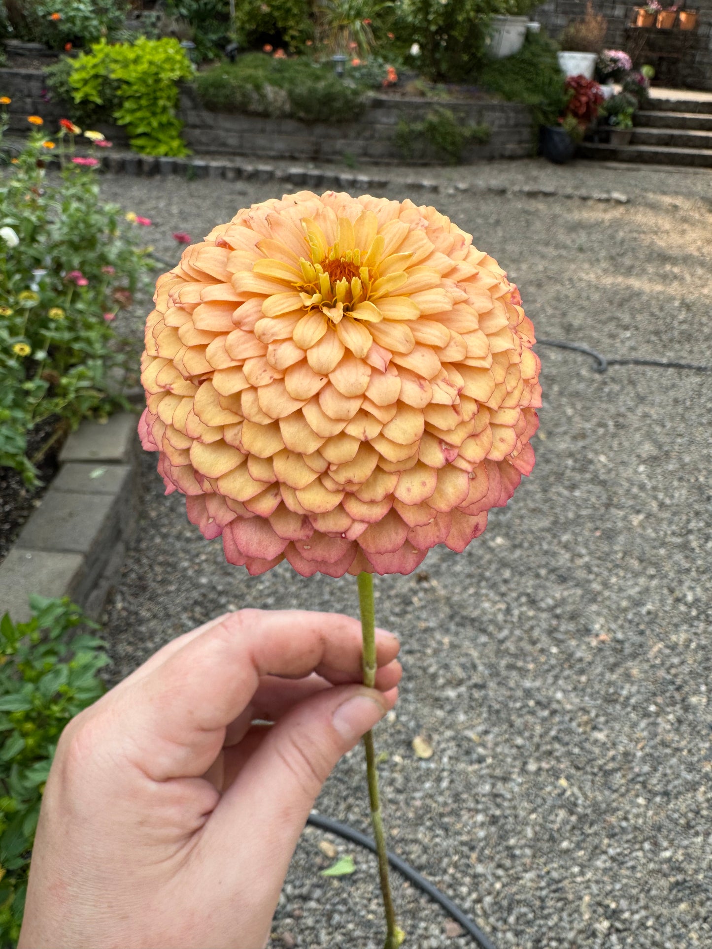 Apricot Delight Zinnia Seeds