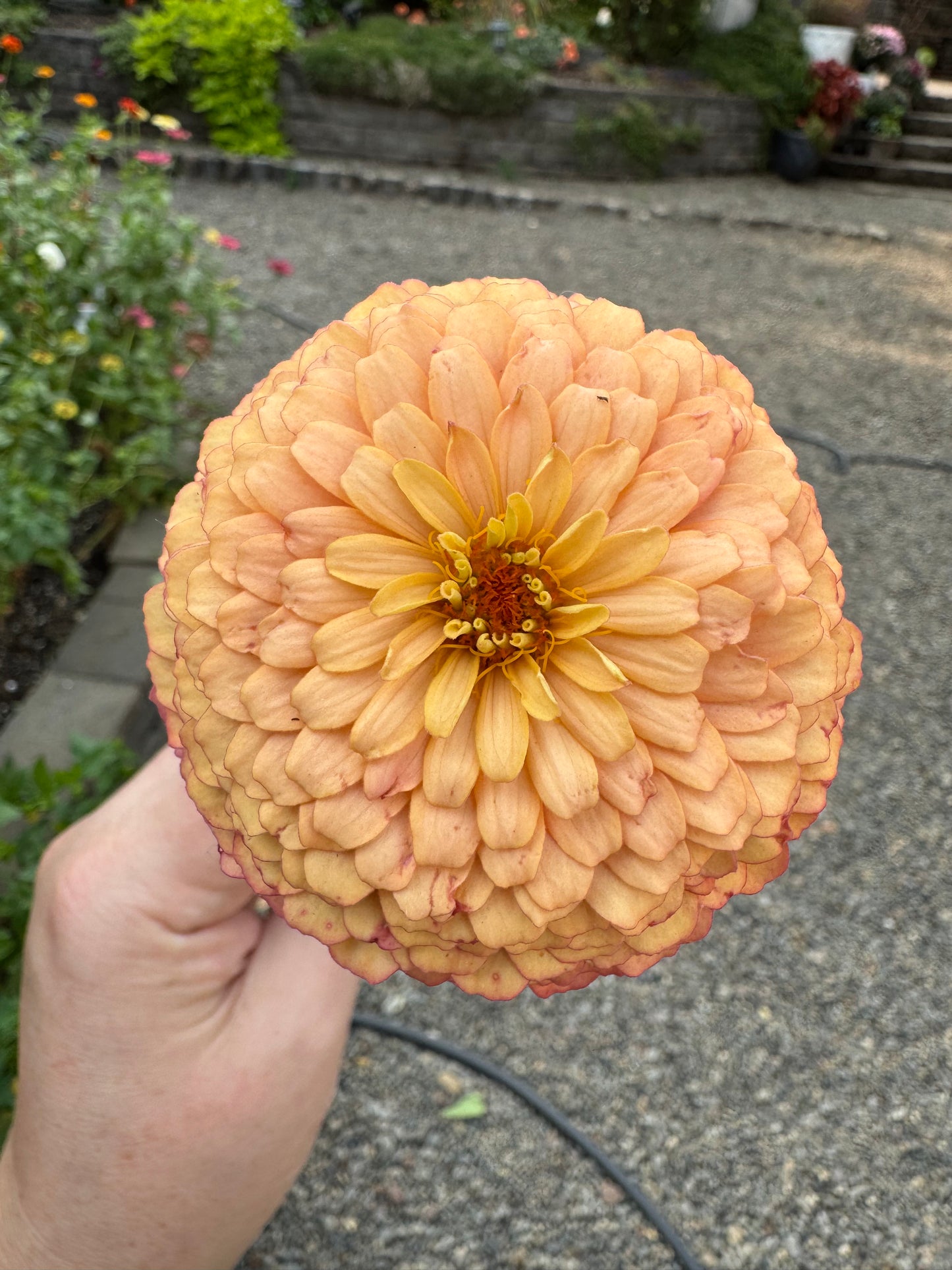 Apricot Delight Zinnia Seeds