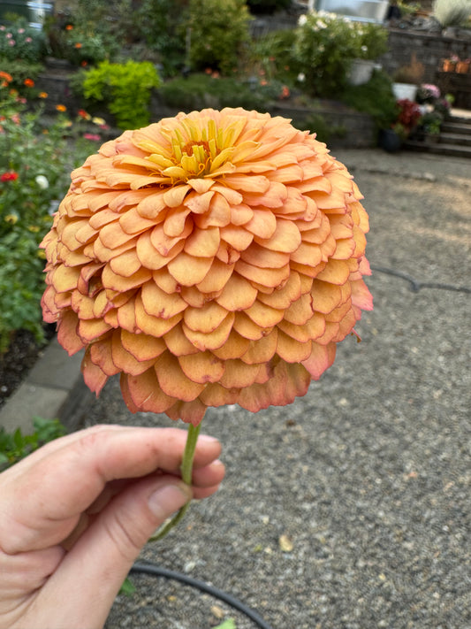 Apricot Delight Zinnia Seeds
