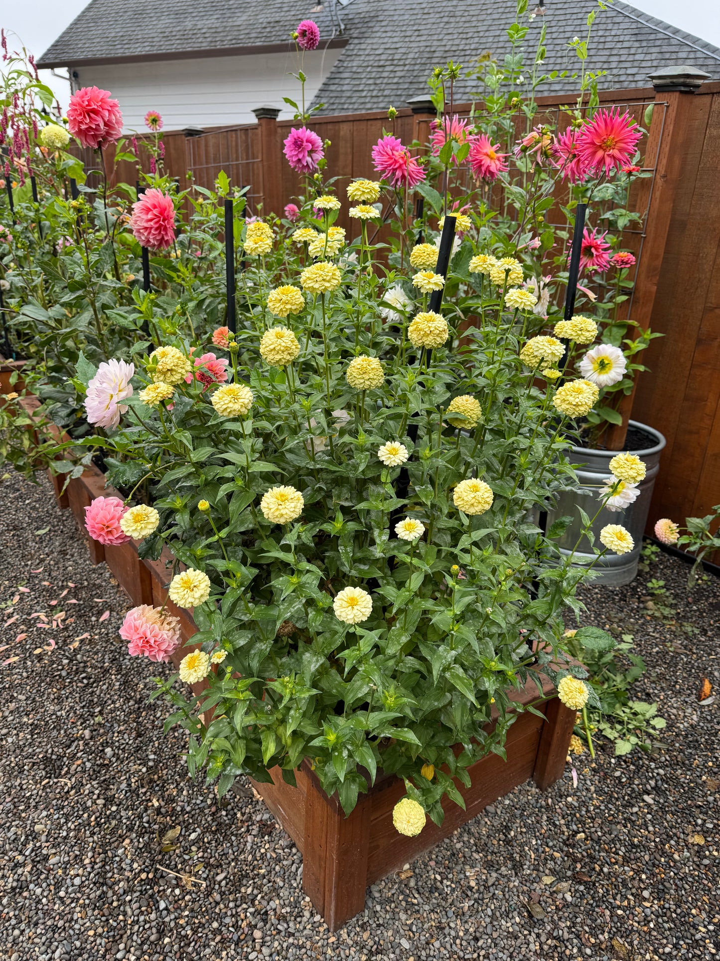 SnowDrift Zinnia Seeds