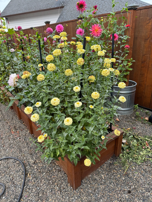 SnowDrift Zinnia Seeds