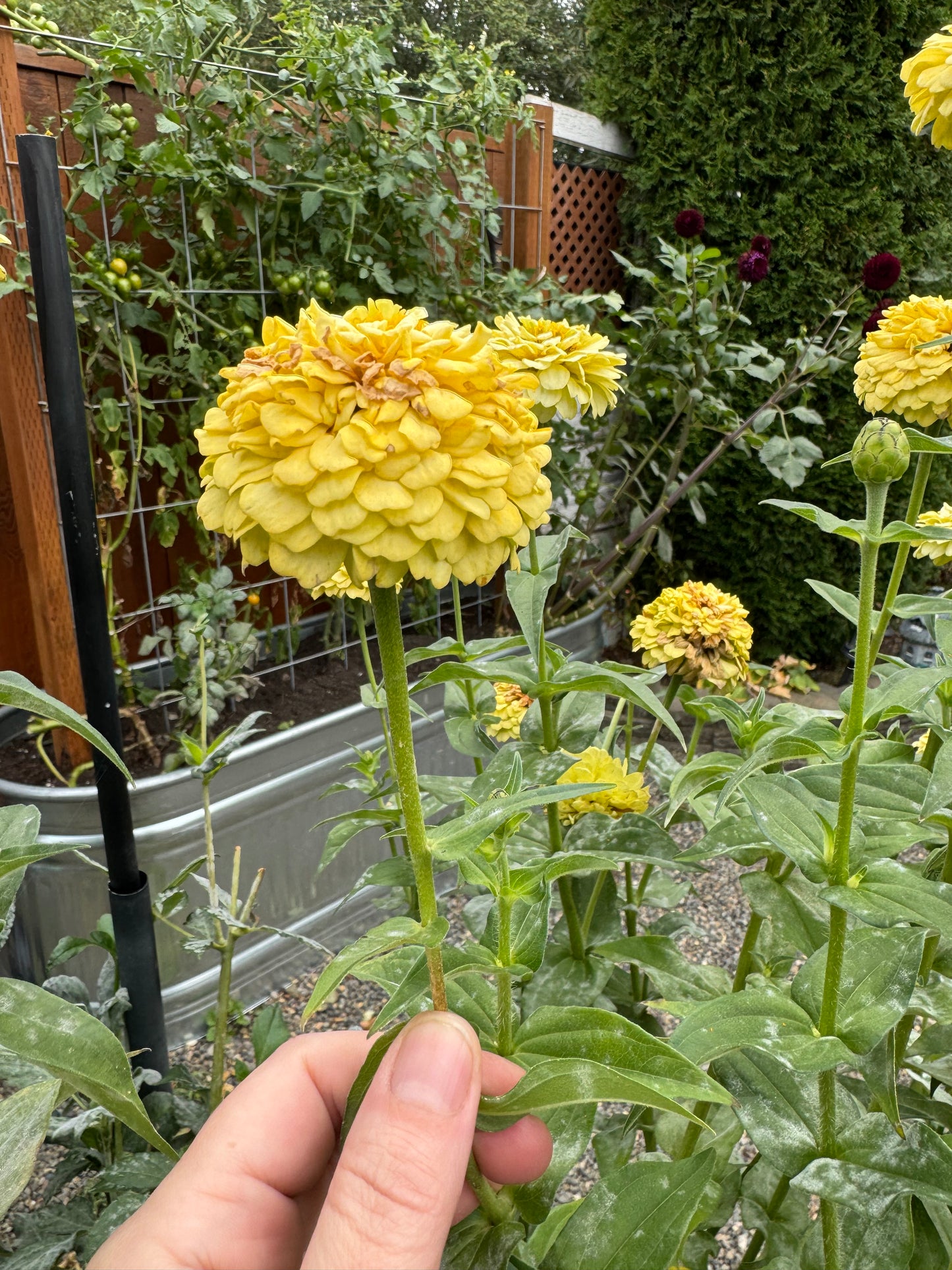 Buttermilk Blend Zinnia Seeds