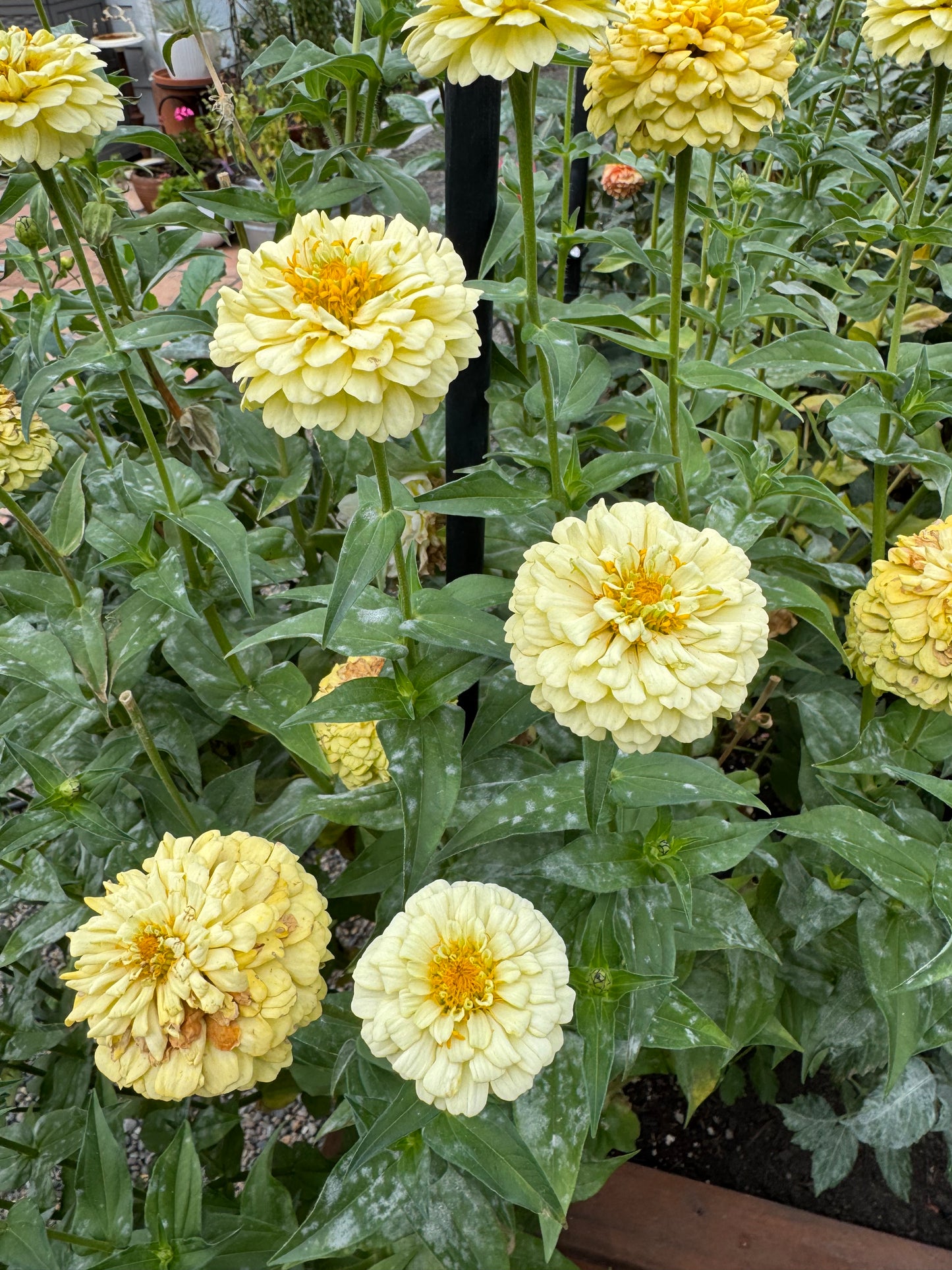 SnowDrift Zinnia Seeds