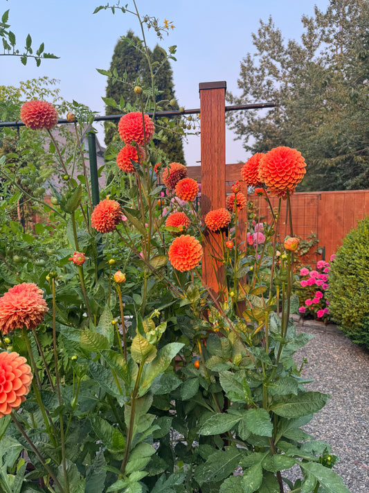 MIssion Gingersnap Dahlia Tuber