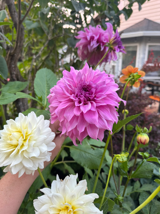 Vassio Meggos Dahlia Tuber
