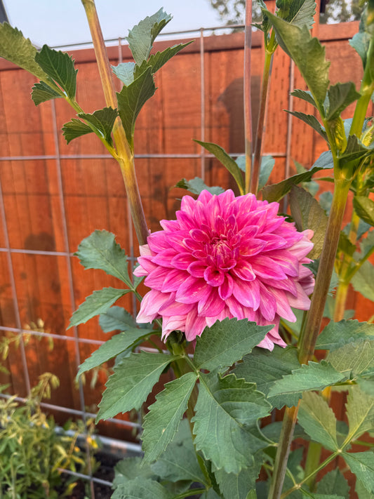 Scaur Swinton Dahlia Tuber