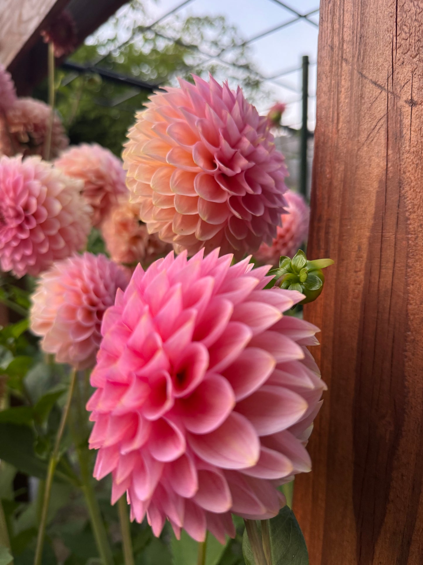 20th Ave Pink Cloud Dahlia Tuber
