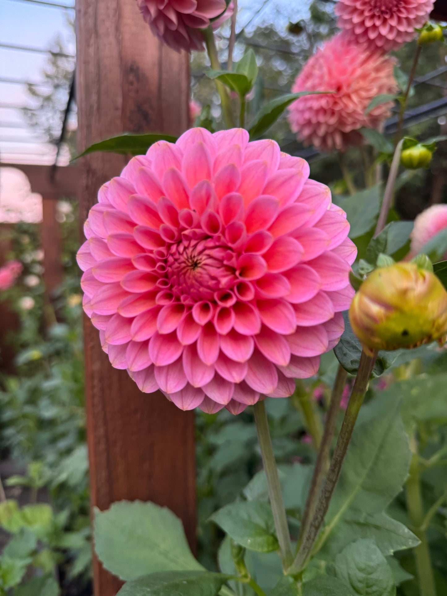 20th Ave Pink Cloud Dahlia Tuber